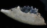 Fossil Rhino (Stephanorhinus) Lower Jaw Section - Germany #57818-2
